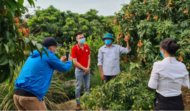 Sàn thương mại điện tử nhà F muốn bán 100 tấn vải thiều Bắc Giang